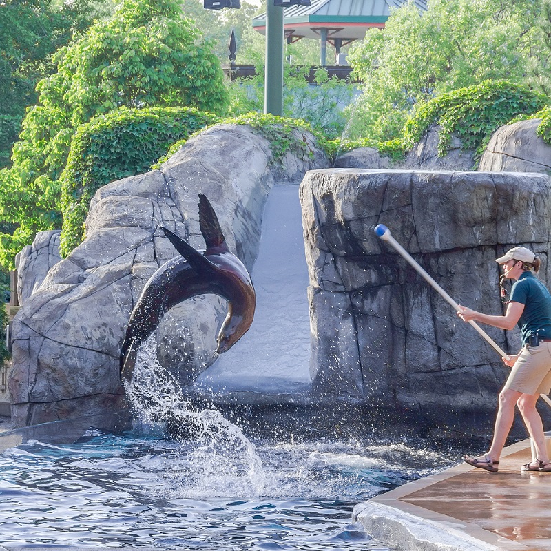 sea lion doing trickd