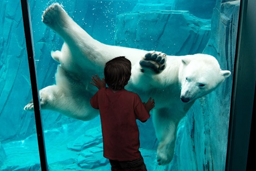 child next to polar bear through glass