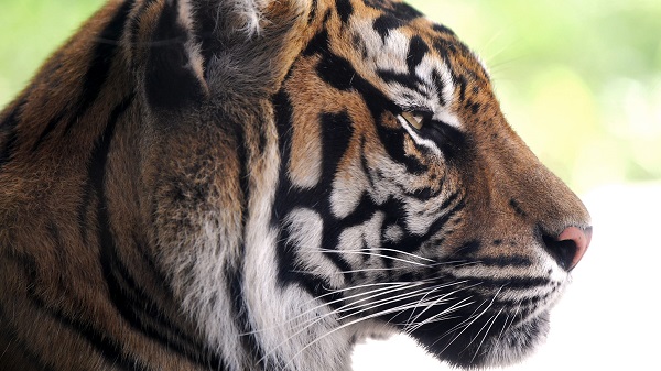 close-up of tiger