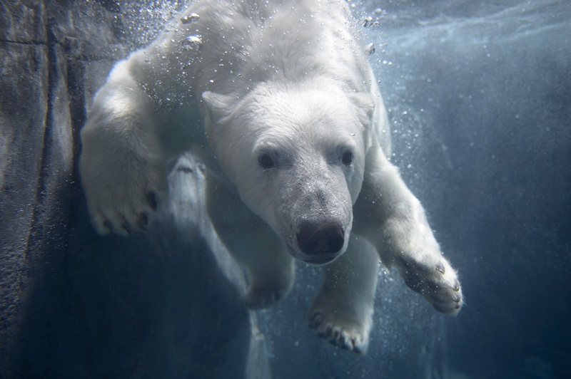 close-up of polar bear swimming