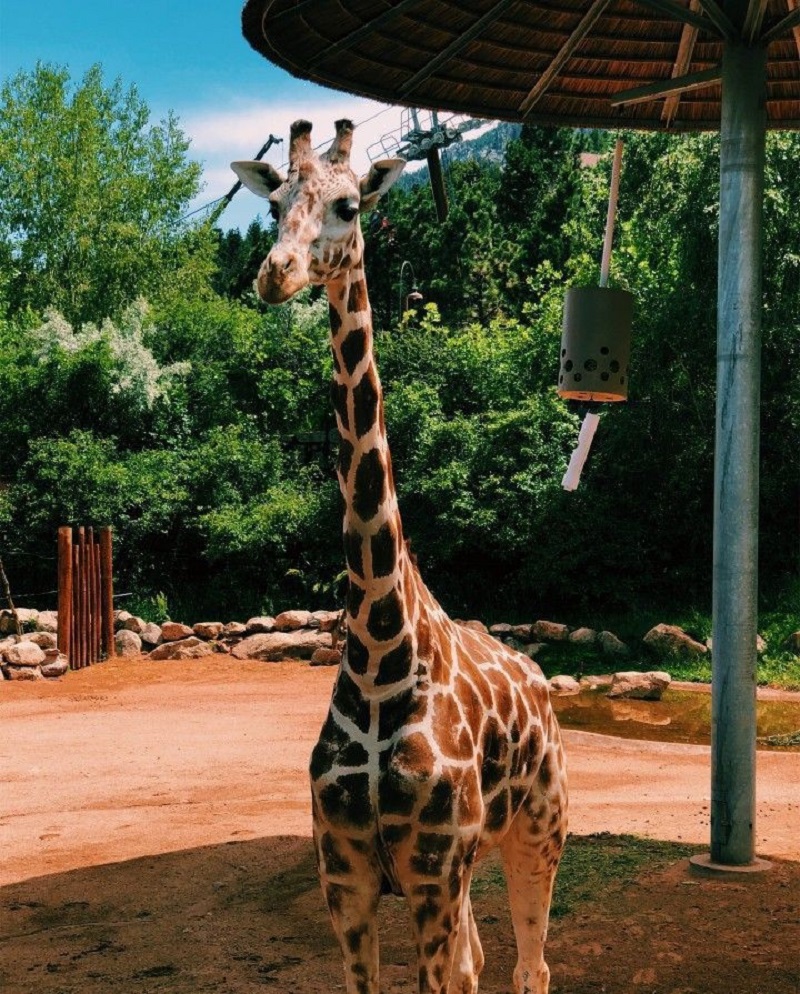 giraffe