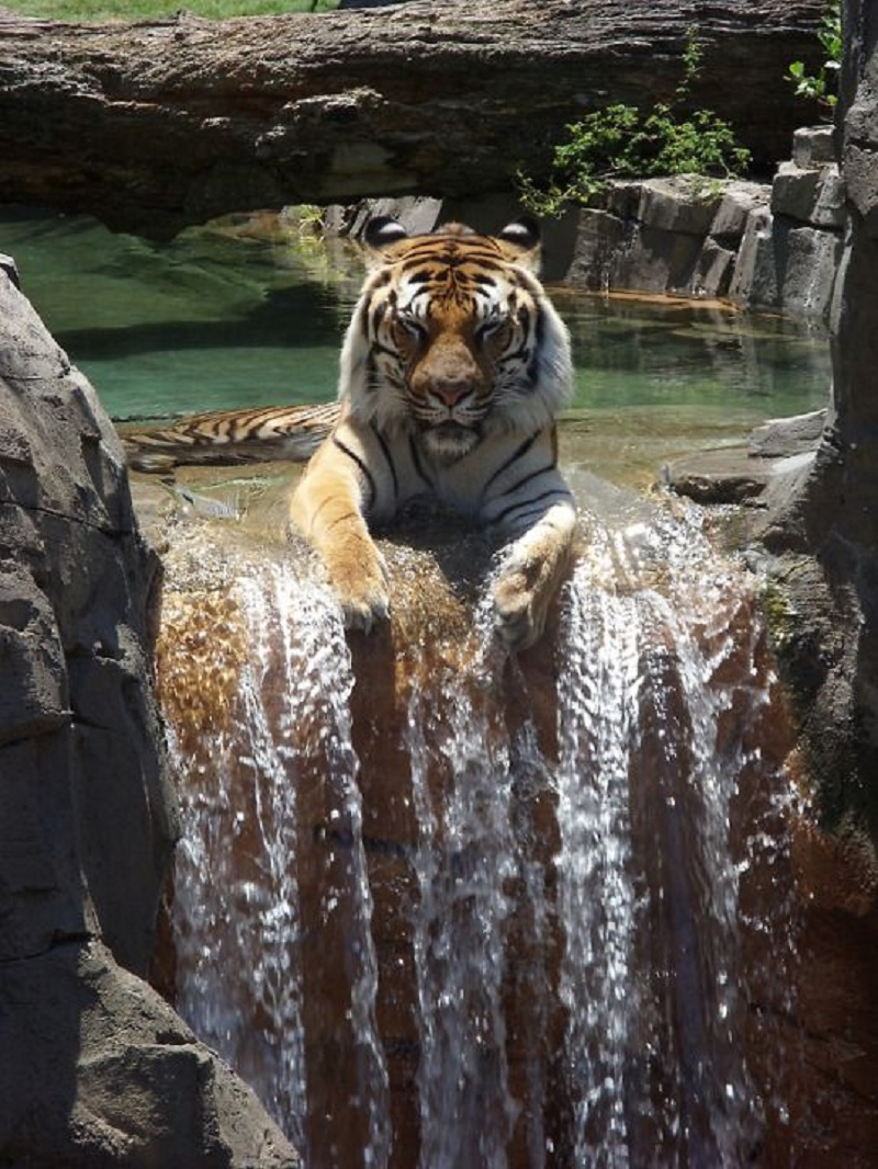 tiger laying on waterfall