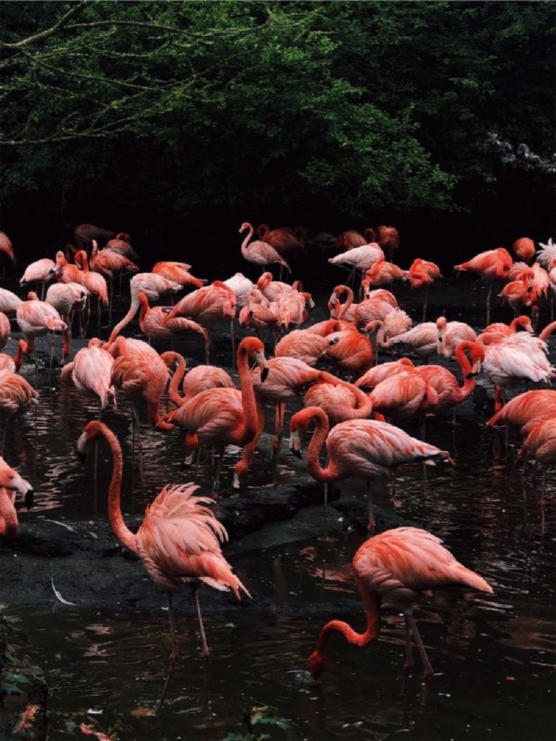 many flamingos