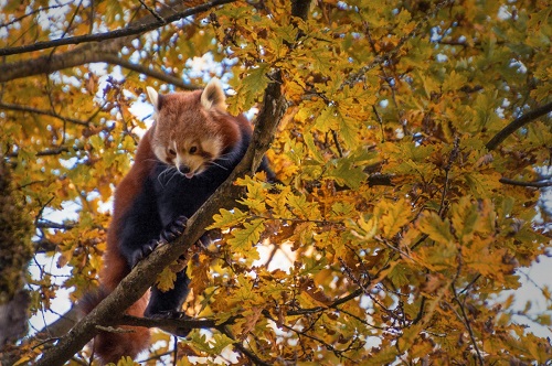 fox on tree branch