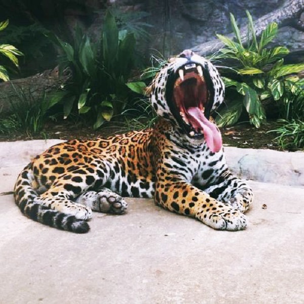 tiger yawning