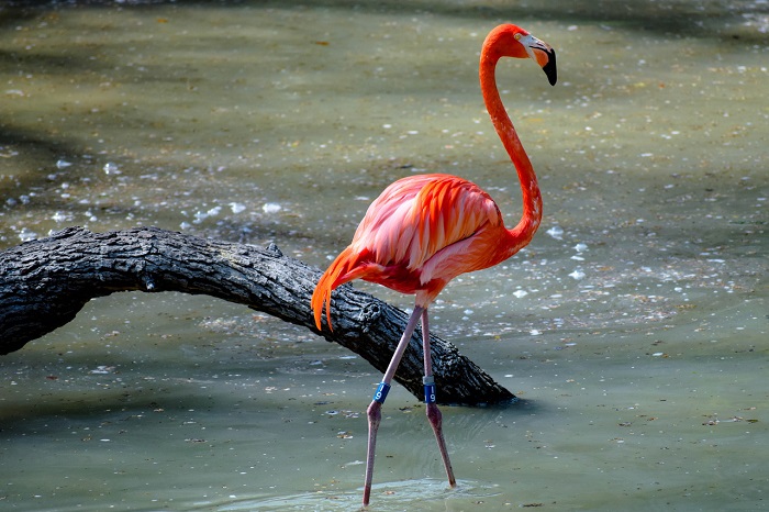 one flamingo in water