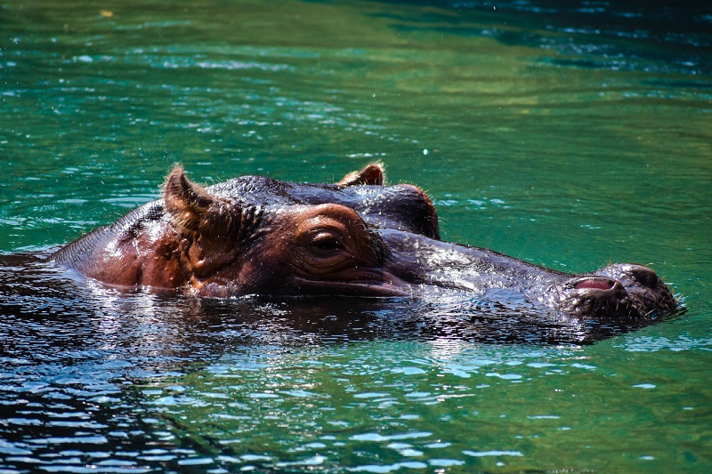 hippo swimming halfway in water