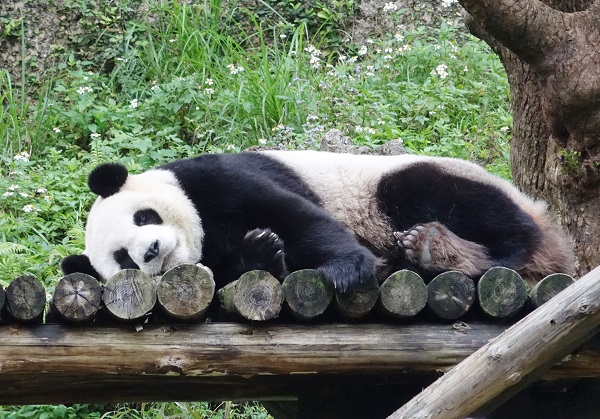 panda laying down