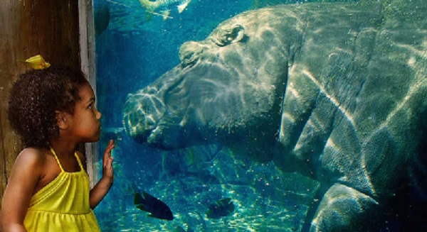 child next to manatee through glass