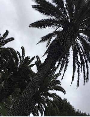 Palm Tree