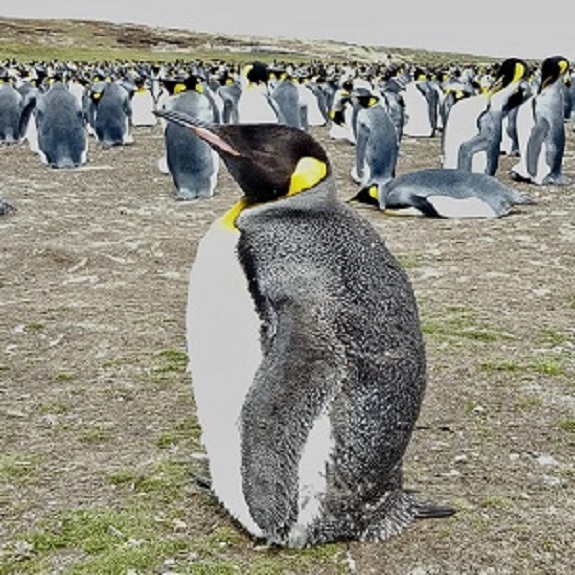 Penquin